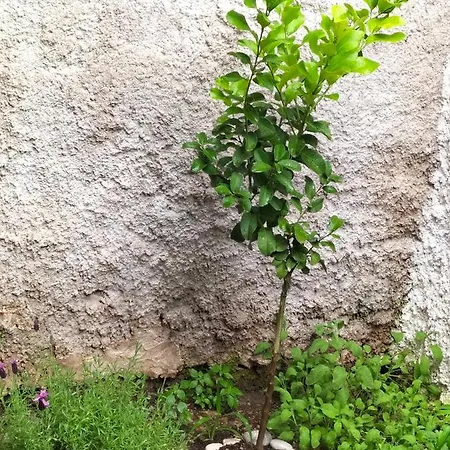 La Loggia 34 * Palermo